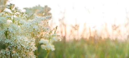 Natural background with soft focus of white meadow flowers at sunset. Beautiful blooming meadow grass close-up. nature details close up. Unplugged concept. beauty in local nature. Banner. copyspace.の写真素材