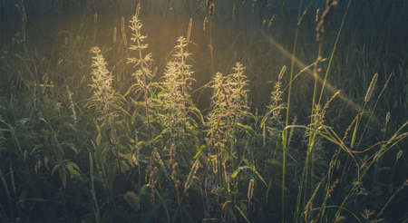 Sunlit meadow grass nettle close-up at sunset. Summer nature image with soft focus. toned image. beauty of local nature. Healthy herb. horizontal orientation.の写真素材