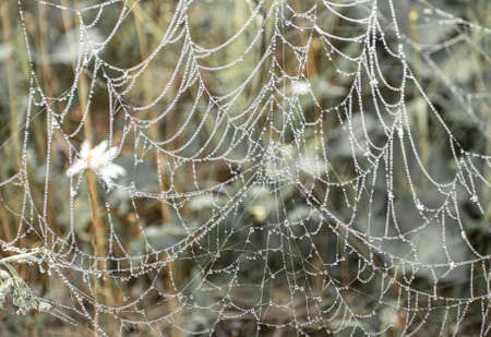 Natural beautiful openwork cobweb with dew drops on meadow grass close up. beauty in nature....