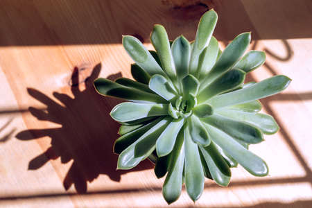 Sunlit green house plant succulent with hard shadows on wooden table in sunny day. home gardening. Useful soothing hobby for mental health. view from above. horizontal orientation.の写真素材