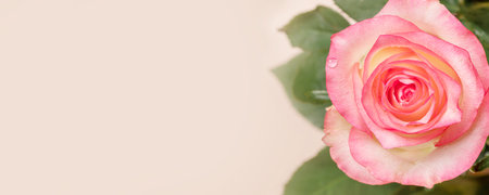 Peach color rose flower close up on light beige. Pastel natural background for romance holiday congratulations. Pale pink floral wide banner with tender bloom rose and copy space. soft focus image.の写真素材