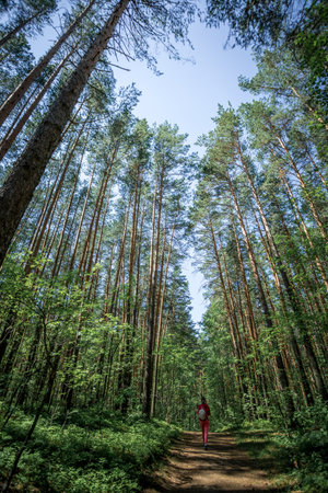 Small young girl figure in red cloth walking along path deep into majestic forest. Grand scale of nature and small human. Unity with nature, unplugged, hiking, resting on nature. vertical orientation.の写真素材