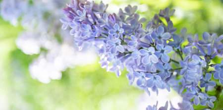 Spring lilac tree flowers close up. Banner. Greeting card or invitation with copy space. spring blooming. Blurred fresh greenery backdrop. beauty in nature. natural background. selective focus.の写真素材