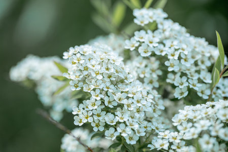 White blossoms of mountain ash close up. Spring mountain ash branch with white flowers on blurry...