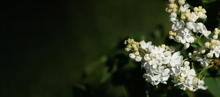 Blossoming branches of spring white lilac on blurred deep green foliage background. Wide banner with copy space. natural spring image. beauty in nature. selective focus.の写真素材