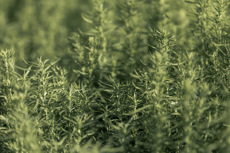 Monochrome green grass background. Fresh outdoor natural grass as backdrop or wallpaper. Organic wild greenery image. selective focus. horizontal format. copyspace.の写真素材