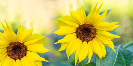 Two large blooming bright yellow sunflower heads on sunny backgrop close up. Real healthy food. agriculture. sustainable consumption. horizontal format. Banner.の写真素材