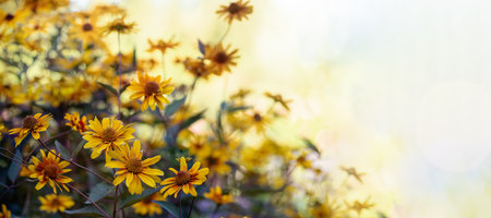 Floral banner with yellow flowers. Summer or spring flowers blooming background. Banner. horizontal format. Copy space for text.の写真素材