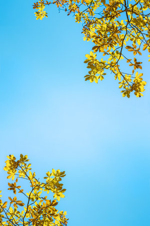 Greeting card or invitation for any autumn holidays with branches of oak tree with fall yellow gold leaves on blue sky background. Copy space for text in middle. vertical format.の写真素材