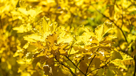 Autumn background or wallpaper from fall yellow oak leaves. Trendy monochrome autumn image. beauty...