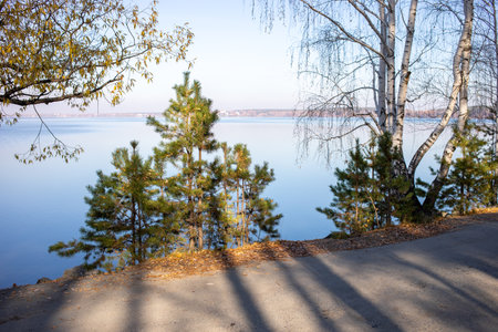Sunlit small pines near asphalt path along urban lake in setting sun shining autumn forest during gold autumn season. Forest park Shartash near Yekaterinburg, Russia. horizontal format.の写真素材