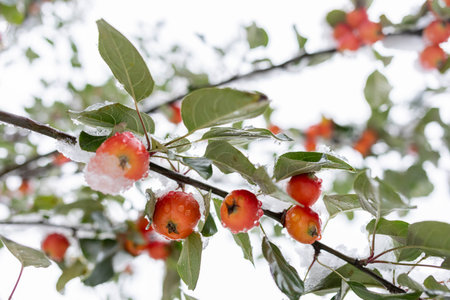 Red small wild apples with green leaves on branch covered with snow and ice. Early snow in autumn. Natural background with selective focus. Bottom view. Low angle shot.の写真素材