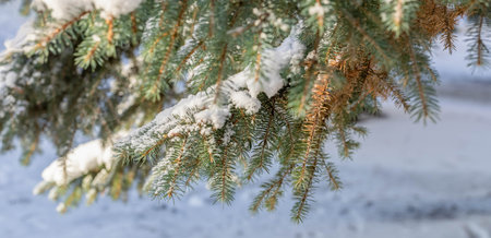 Branches of large blue spruce tree with snow on them on snowy background. Forest care, wood...