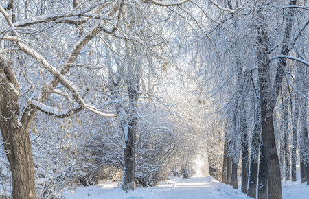 Sunny alley in winter snow forest park covered fluffy snow. Winter snow scenery. Beautiful sunny snowy forest. Beauty in nature. Christmas fabulous landscape. Horizontal format.の写真素材