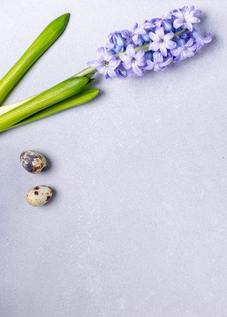 Minimalistic Easter card. Purple jacinth flower with two quail eggs on light gray background. Top view. Copy space. Flat lay. Holiday card or invitation template. Festive layout. Vertical format.の写真素材
