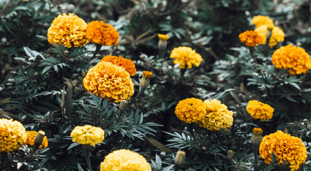 Wonderful yellow marigolds on flower bed close up. Floral blooming time. Beauty of local nature. Horizontal floral background or wallpaper. Selective focus. Toned foliage.の写真素材