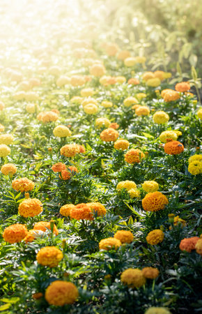 Sunlit summer flower bed of beautiful yellow marigold flowers. Summer blossoming time. Beauty of local nature. Vertical floral background. Soft focus.の写真素材
