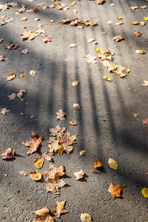Gray asphalt with dry fallen leaves scattered on it. Striped light and shadow. Fall urban background. Back to school. Space for text. Vertical format.の写真素材