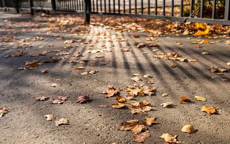 Gray asphalt urban pathway with dry fallen leaves scattered on it. Stripes of light and shadow from metallic fence. Fall urban image. Back to school image. Horizontal format.の写真素材