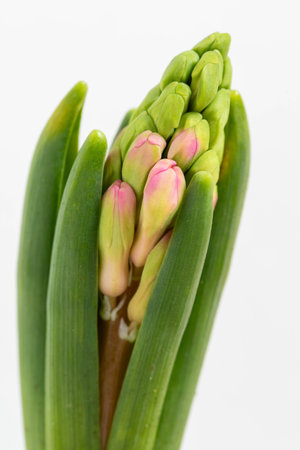 Close up of hyacinth buds against white background, symbolizing nature awakening, growth, and fresh...