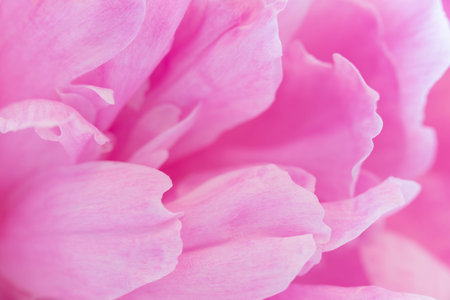 Close up of pink peony petals in soft natural light, perfect for use in cosmetic branding, wedding invitations, feminine stationery, Easter greeting cards, or floral themed design backgrounds.の写真素材