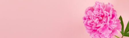Horizontal pink background with blooming peony in corner, perfect for floral themed branding, product feminine promotion, holiday banners, or spa and beauty ads. Banner. Copy space.の写真素材