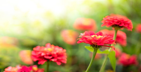 Bright red zinnia flowers blooming in summer garden with soft sunlight and lush green background. Ideal for floral marketing, seasonal banners, gardening blogs, and nature wellness projects Copy spaceの写真素材