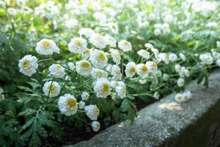 Close up of blooming white chrysanthemum along stone border in green park. Spring or summer blooming. Beauty in nature. Themes of gardening, natural remedies, eco-design, or spring advertising.の写真素材