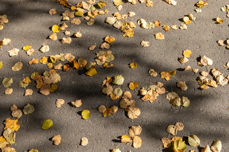 Colorful autumn leaves in various shades of yellow and brown are scattered across a concrete...