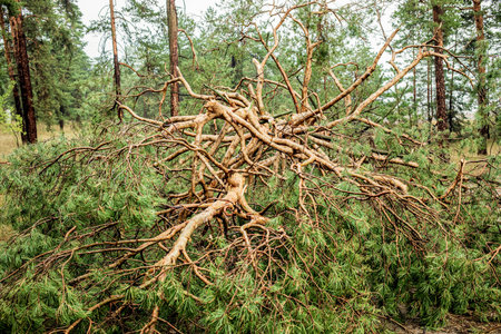Fallen tree branches and lush green foliage are scattered across the forest floor, showcasing the aftermath of a summer hurricane, with a dense forest backdrop and natural texturesの写真素材