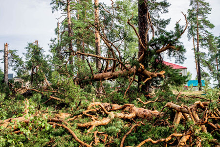 Fallen trees and scattered branches create a chaotic scene in a forest, showcasing the aftermath of a summer hurricane, with greenery and debris intermingled in the natural landscapeの写真素材