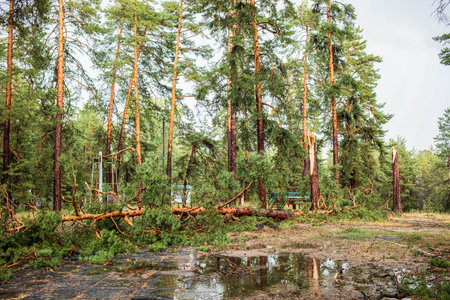 Fallen trees and scattered debris in a forest scene reveal the aftermath of a summer hurricane,...