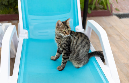 Striped tabby cat is comfortably seated on a vibrant blue deck chair, surrounded by greenery and natural light, showcasing a relaxed atmosphere and playful feline behaviorの写真素材