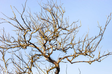 Bare branches of a tree reach towards a clear blue sky, creating a striking contrast that highlights the beauty of nature and evokes a sense of tranquility and calmness in the environmentの写真素材
