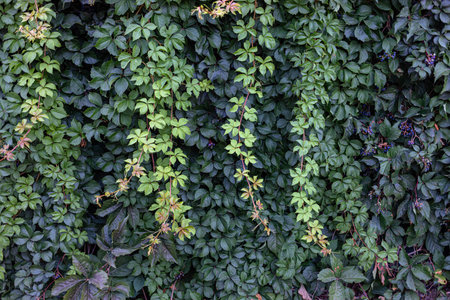 Lush green foliage features cascading vines that create a vibrant natural wall, showing various...