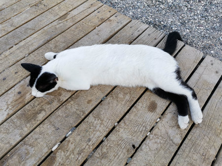 Black and white cat is comfortably stretched out on a wooden deck, basking in the sunlight, surrounded by a natural outdoor setting, showcasing a relaxed and peaceful atmosphereの写真素材