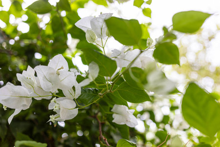 White bougainvillea flowers bloom gracefully among vibrant green leaves, creating a stunning contrast in a lush natural environment, showing the beauty of nature and floral eleganceの写真素材