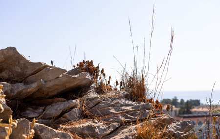 Rocky terrain features dry grass and wildflowers, creating a natural scene under a clear blue sky. The sunlight highlights the textures of the rocks and the delicate plants in the environmentの写真素材