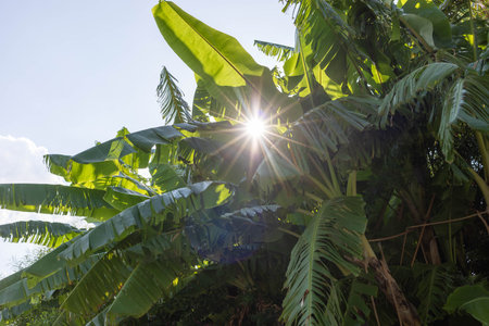 Sunlight is beautifully filtering through vibrant green banana leaves, creating a serene atmosphere in a tropical garden, showing the beauty of nature and the interplay of light and foliageの写真素材