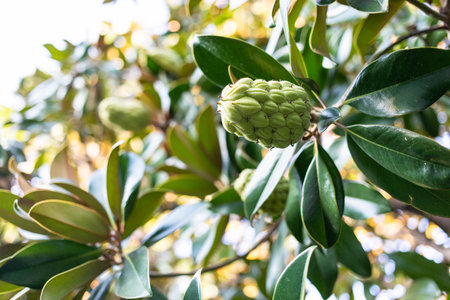Green fruit is developing on Southern magnolia tree branch, surrounded by glossy leaves, creating a lush and vibrant atmosphere in a natural setting, showing the beauty of plant life and growthの写真素材