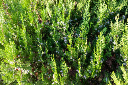 Lush green arborvitae foliage featuring delicate white flowers creates a vibrant natural scene, showing the beauty of plant life and the intricate details of nature's design and texturesの写真素材