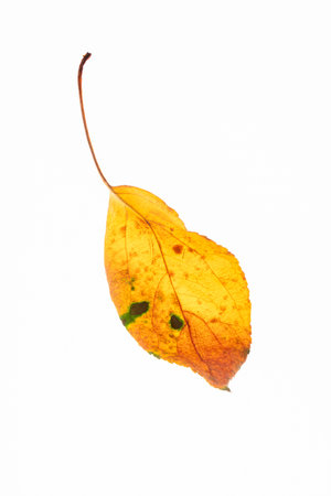 Fall yellow leaf with unique textures and subtle green spots is isolated against a white background, highlighting the beauty of autumn and the intricate details of nature's designの写真素材