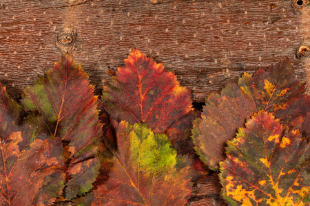 Colorful autumn leaves in various shades of red, orange, green are artistically arranged on rustic wooden surface of tree bark, highlighting the beauty of nature and changing seasons Copy space for textの写真素材