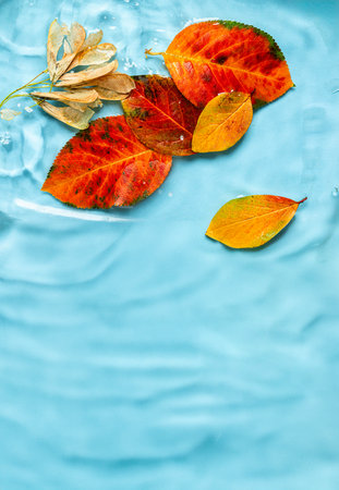 Colorful autumn leaves in shades of orange and yellow are gently floating on tranquil blue water...