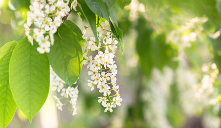 Delicate bird cherry blossoms hang gracefully from lush green leaves, creating a serene atmosphere....