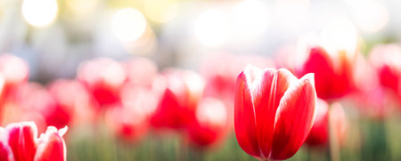 Striking red tulip stands out in lush field, surrounded by other tulips, with beautiful soft bokeh effect in background, creating serene and vibrant floral atmosphere Banner Copy spaceの写真素材