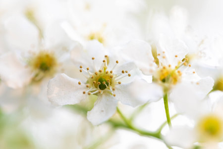Close up view of bird cherry blossoms showcasing soft white petals and vibrant yellow centers, creating serene atmosphere, with blurred background enhancing floral beauty and tranquilityの写真素材