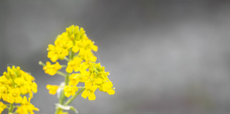 Vibrant yellow wildflowers are blooming gracefully, showcasing delicate petals and lush green stems, set against a softly blurred background that enhances their natural beauty and charmの写真素材