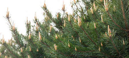 Close-up view of evergreen pine tree branches showing fresh growth with soft green needles,...