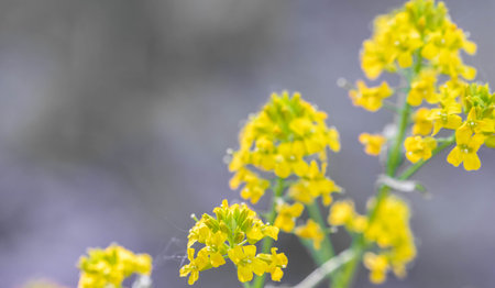 Close up of vibrant yellow wildflowers thriving in soft natural light, surrounded by blurred background that enhances their beauty, showing delicate petals and green stems Copy spaceの写真素材